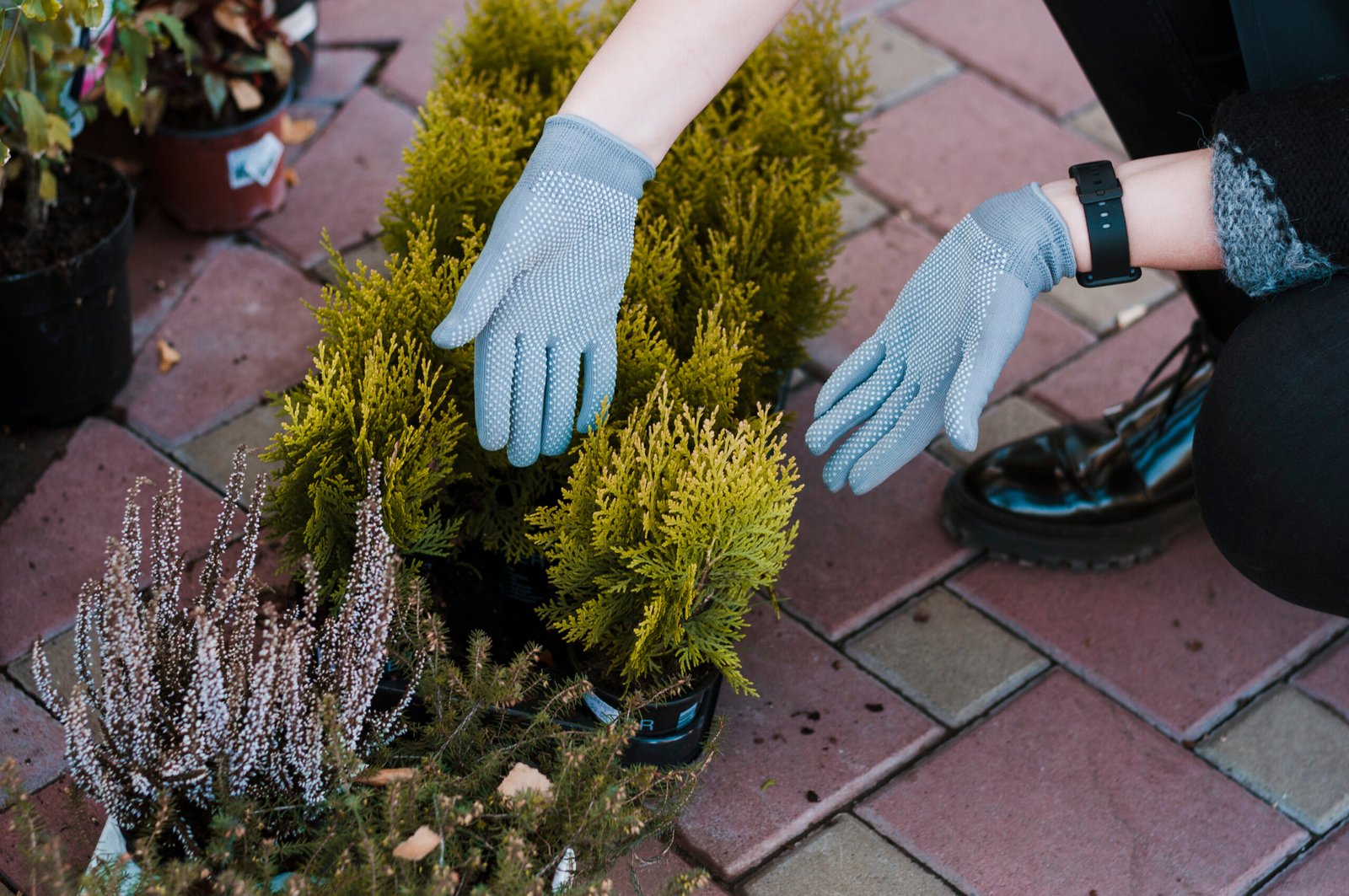 Blooming seasonal flowers